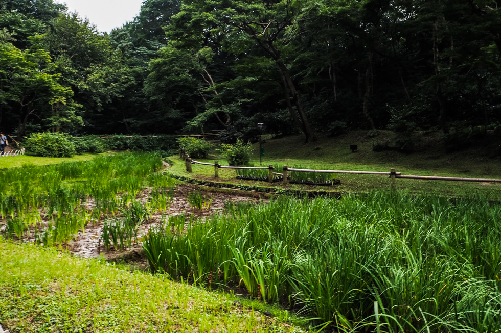meiji jingu garden, tokyo, japan